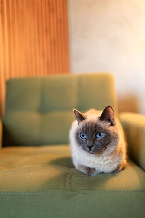 Cats