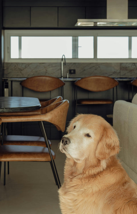 Dogs