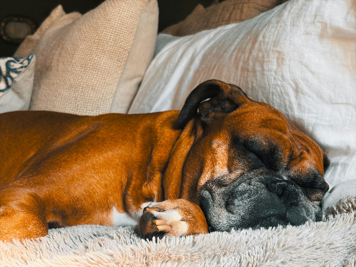 Sleep & Lounge