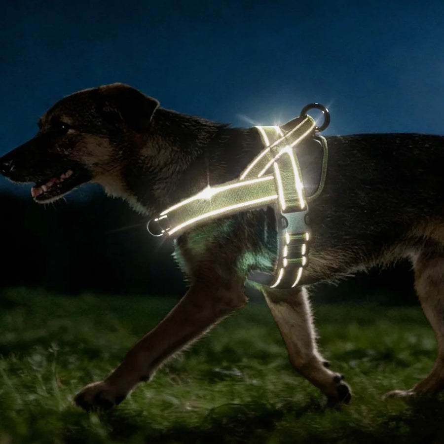 Everyday Reflective Harness in Olive — reflective trim glowing on a dog walking at night
