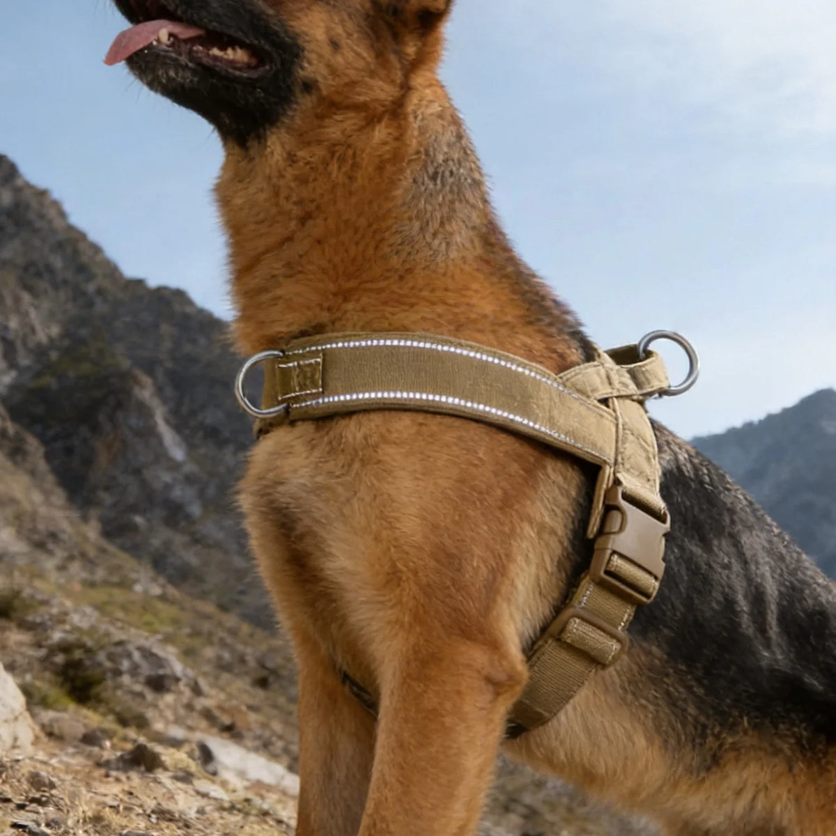 Everyday Reflective Harness in Sand — worn by a German shepherd on a mountain trail