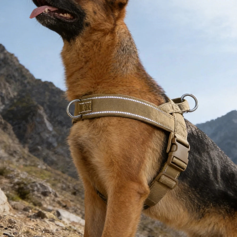 Everyday Reflective Harness in Sand — worn by a German shepherd on a mountain trail