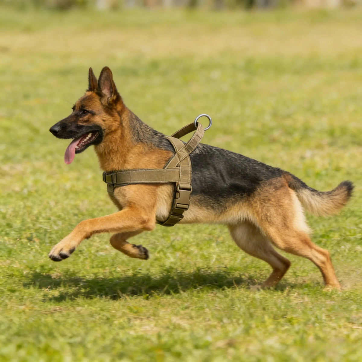 Everyday Reflective Harness in Sand — German shepherd running across a grassy field