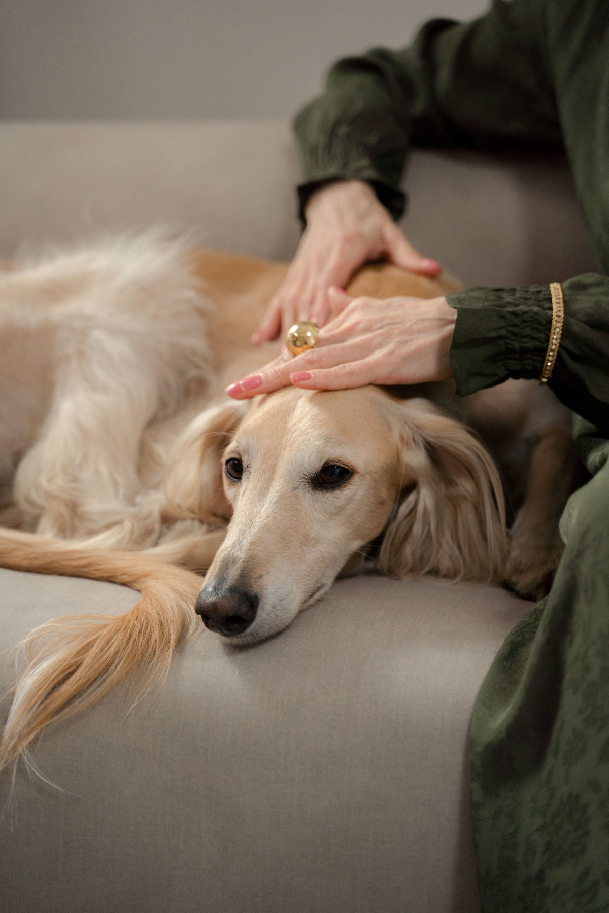 Owner's hand gently stroking a Saluki resting on a linen sofa