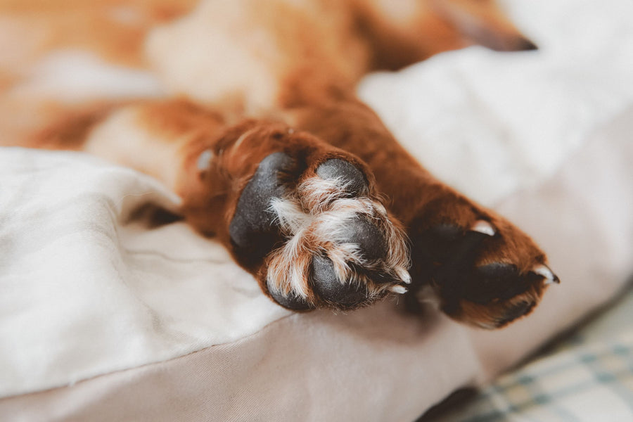 Close-up of a dog's paws on a soft white cushion