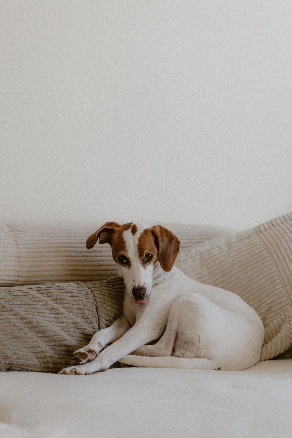 Young hound dog relaxing on a cream corduroy sofa