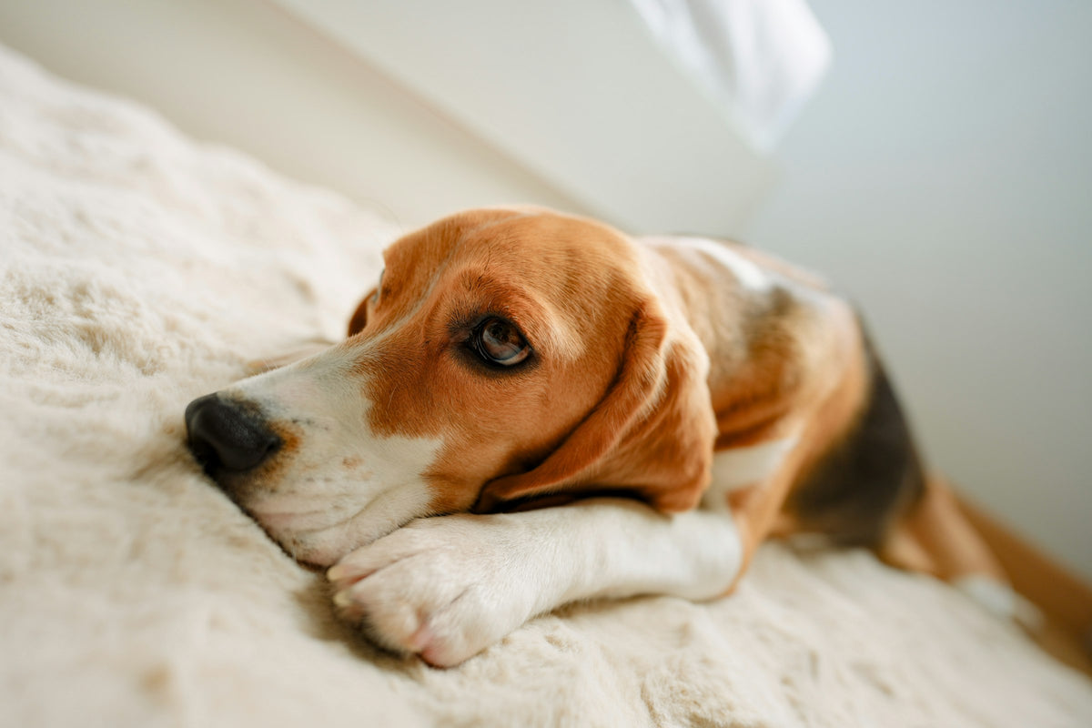 Beagle resting its head on its paws on a cream rug
